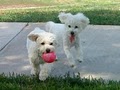 Fetch! Pet Care Valle Verde image 4