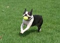 Fetch! Pet Care of Greater Schaumburg image 2