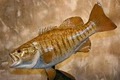 Fish Scale Taxidermy image 3