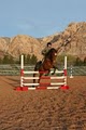 Foxtail Farm & Riding Academy; Horseback Riding Lessons, Boarding, Training image 2