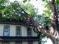 GEBHARD & SON INC LANCASTER TREE SERVICE image 2