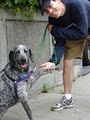 GIMME PAW Dog Walking - A Long Island City Dog Walker Service image 8