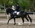 Gail Alterwitz Dressage logo