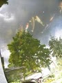 Green Acres Ponds and Plants image 2