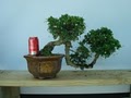 Greg's House Of Bonsai image 1