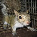 HUMANE TENNESSEE TRAPPER  squirrels,snakes,skunks,mice,bats,etc... image 2