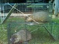 HUMANE TENNESSEE TRAPPER  squirrels,snakes,skunks,mice,bats,etc... image 3