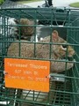 HUMANE TENNESSEE TRAPPER  squirrels,snakes,skunks,mice,bats,etc... image 4