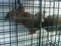 HUMANE TENNESSEE TRAPPER  squirrels,snakes,skunks,mice,bats,etc... image 5