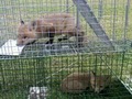 HUMANE TENNESSEE TRAPPER  squirrels,snakes,skunks,mice,bats,etc... image 9