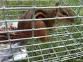 HUMANE TENNESSEE TRAPPER  squirrels,snakes,skunks,mice,bats,etc... image 1