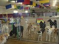 Happy Tails Doggie Day Care image 2