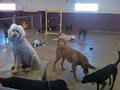Happy Tails Doggie Day Care image 5