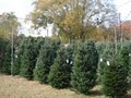 Hartsville Christmas Trees image 2