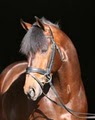 Hassler Dressage image 2