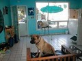 Heavenly Dog  Dog Wash Training Grooming image 4