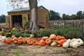 Indian Knoll Pumpkins image 2