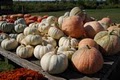 Indian Knoll Pumpkins image 1