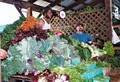 Ithaca Farmers' Market image 1
