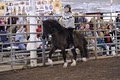 Klakahross Icelandic Horse Training Facility  in Oklahoma image 2