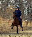 Klakahross Icelandic Horse Training Facility  in Oklahoma image 4