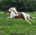 Klakahross Icelandic Horse Training Facility  in Oklahoma image 1