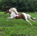 Klakahross Icelandic Horse Training Facility  in Oklahoma logo