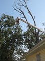 Korte Tree Care Jefferson City MO Arborist, Tree Service, Stump & Snow Removal image 2