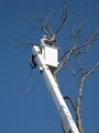Korte Tree Care Jefferson City MO Arborist, Tree Service, Stump & Snow Removal image 4