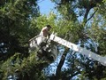 Korte Tree Care Jefferson City MO Arborist, Tree Service, Stump & Snow Removal image 5