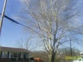 Korte Tree Care Jefferson City MO Arborist, Tree Service, Stump & Snow Removal image 7