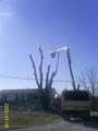 Korte Tree Care Jefferson City MO Arborist, Tree Service, Stump & Snow Removal image 8