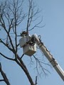 Korte Tree Care Jefferson City MO Arborist, Tree Service, Stump & Snow Removal logo