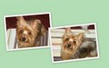 Little Diamond Yorkies image 2