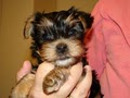 Little Diamond Yorkies image 4