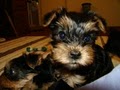 Little Diamond Yorkies image 5