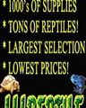 Lllreptile and Supply Company Inc: Oceanside Store image 5