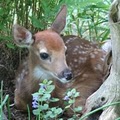 Maine Wildlife Park image 4