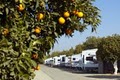 Orange Grove RV Park image 2