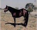 Orin Barnes Horse Training image 2