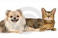PET PAL Pet Sitting Services image 6
