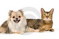PET PAL Pet Sitting Services logo