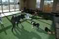 Pet Play House image 5