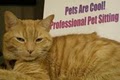 Pets Are Cool! Professional Pet Sitting image 4