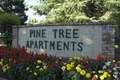 Pine Tree Apartments logo