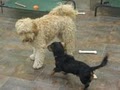 Playground Pups image 8