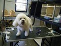 Preppy Pup Petcare Center image 9