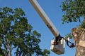 Professional Tree Service image 2
