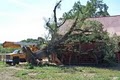 Professional Tree Service image 3