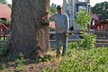 Professional Tree Service image 4